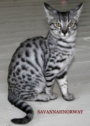 SavannahNorway Epic Silver spotted Savannah cat: Photo: Camilla Hesby Johnsen